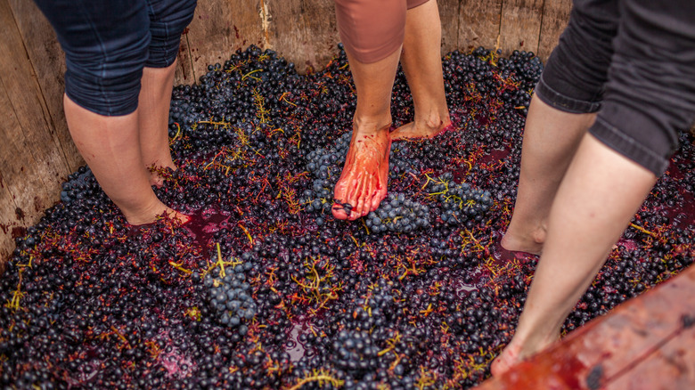 people stomping grapes in a barrel