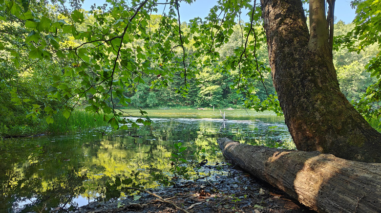 A view along the shores of Lake Celina, Hoosier National Forest, Indiana