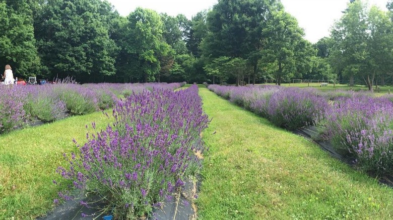 The purple fields of Lakeside Lavender and Herbs are in full bloom in La Porte, Indiana