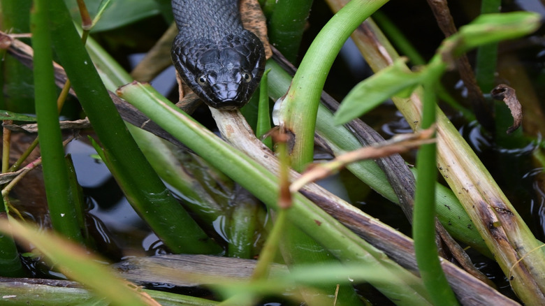 Black snake in brush near water at Chain-o-Lakes State Park in Indiana