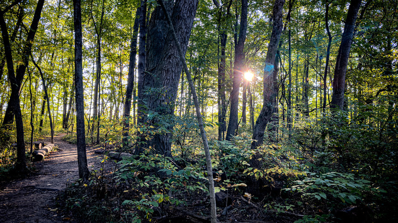 A trail through the woods in Ritchey Woods Nature Preserve, Fishers, Indiana