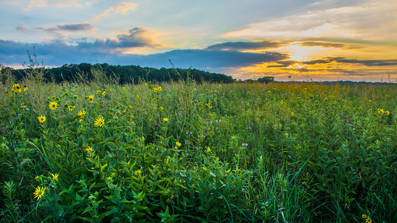 Prairie grass and wildflowers at sunset