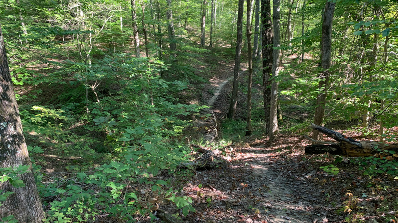 The Knobstone Trail at Clark State Forest