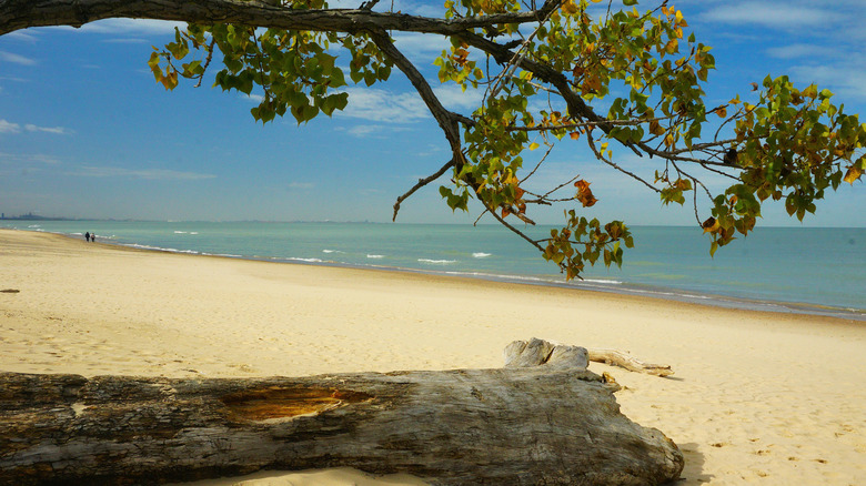 Beach along the Lake Michigan shoreline with a tree.