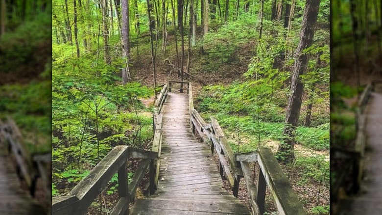 Wooden steps leading down a trail in the forest at Shakamak State Park