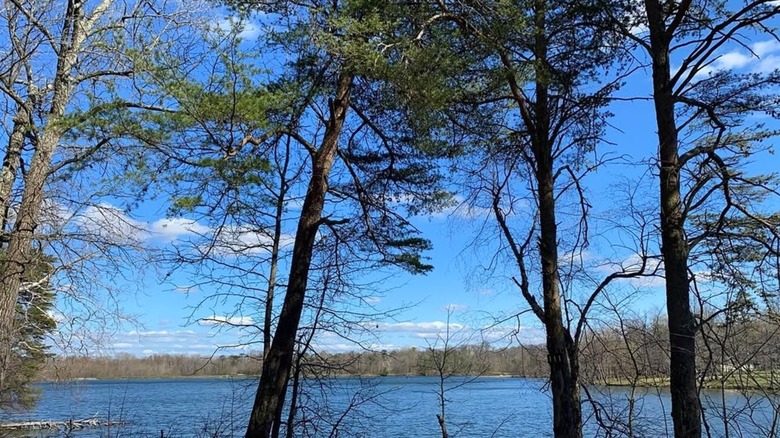 A view of trees around a lake