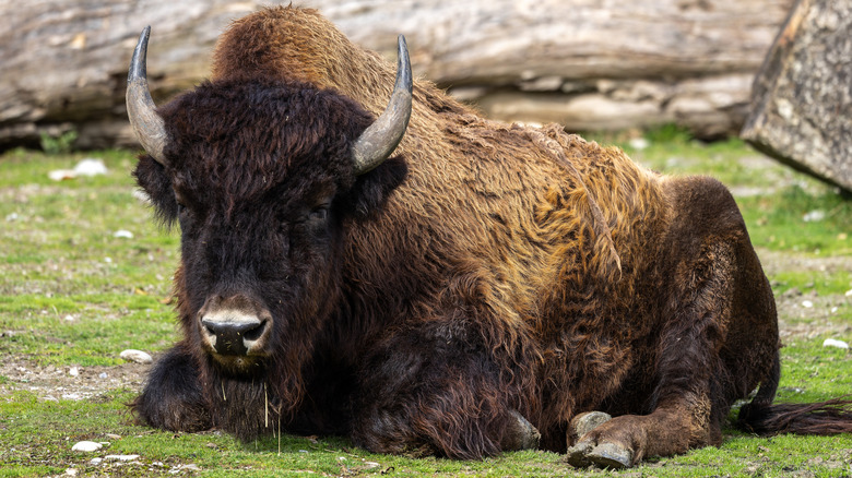 Observe bison in their natural habitat at Ouabache State Park