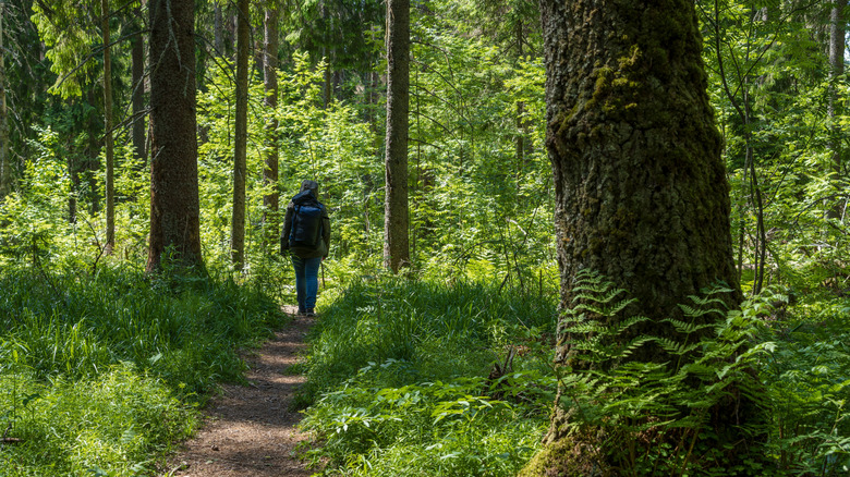 Person hiking through a forest
