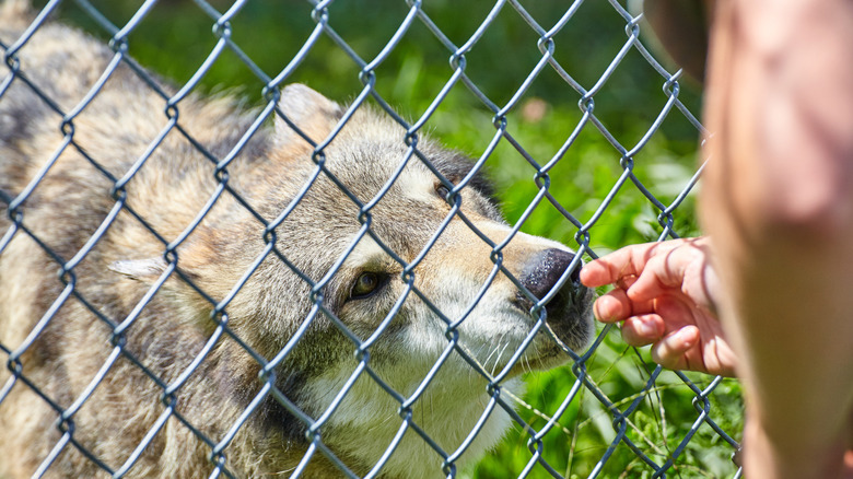 A person reaching out to a wolf at Wolf Park in Battle Ground, Indiana