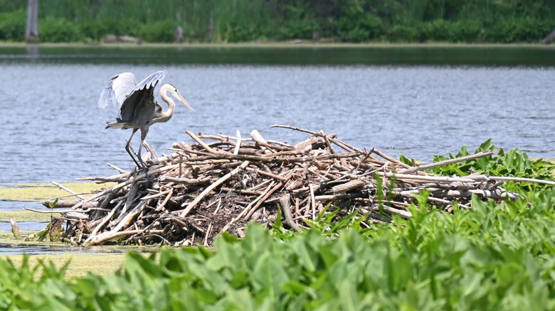 A great blue heron on a beaver dam at Chain O' Lakes State Park in Indiana