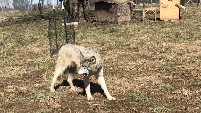 Wolf on the grass at Wolf Park