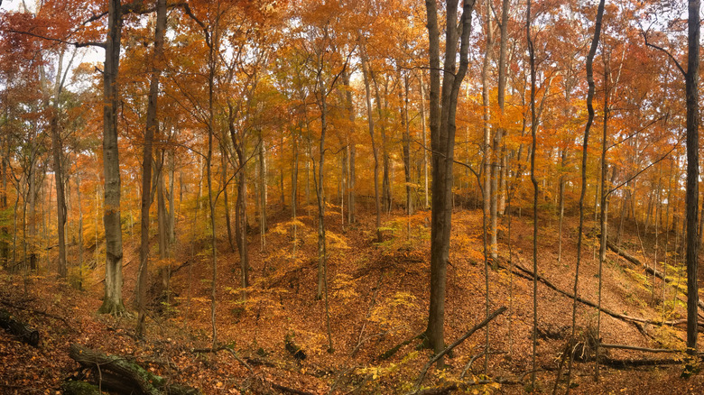 Autumnal foliage in Yellowwood State Forest in Brown County, Indiana