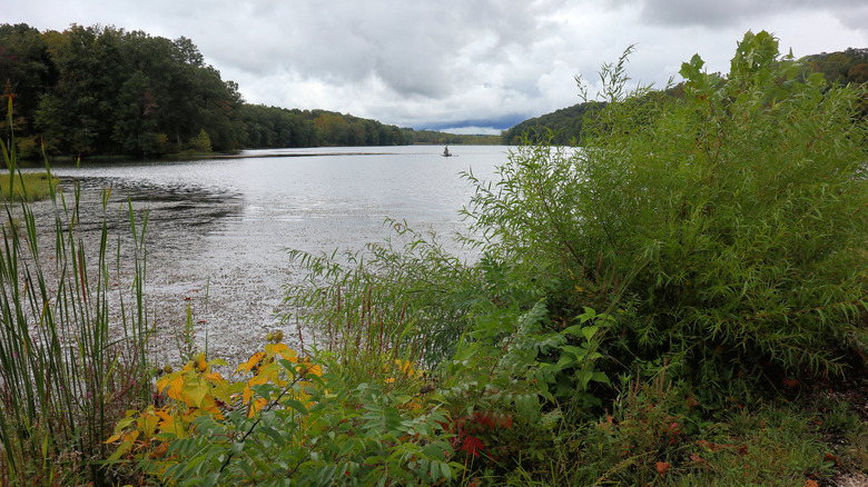 Greenery around Yellowwood Lake in Yellowwood State Park, Brown County, Indiana