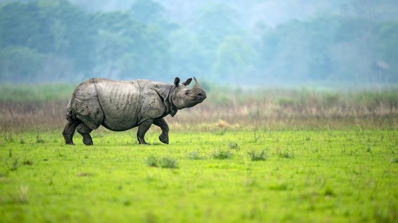 A rhino stands on the plains of Assam