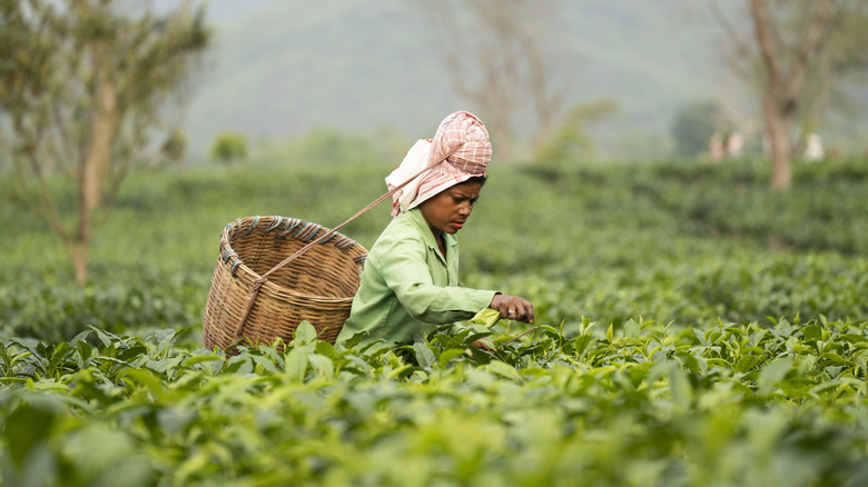 A person picks tea in Assam, India, wearing a green shirt and pink hair scarf