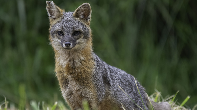 A gray fox standing in grass