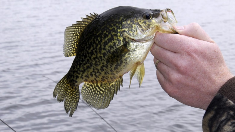 A hand holding a crappie just caught with a hook in its mouth with water in the background.