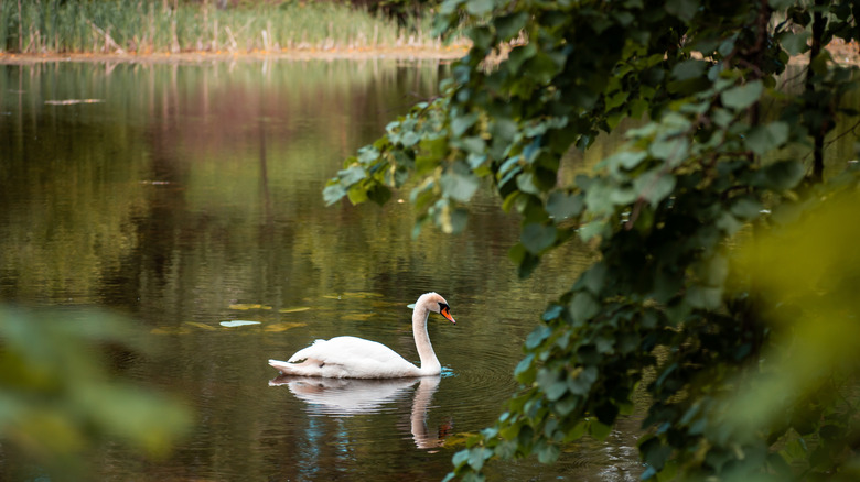 Swan swimming in a lake surrounded by foliage
