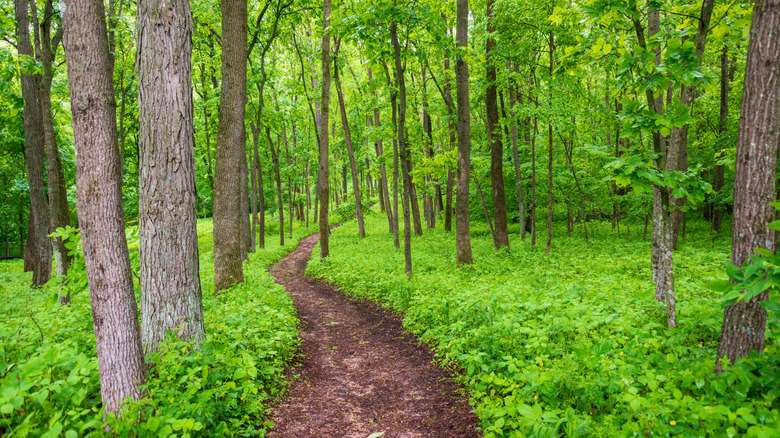 Trail through Effigy Mounds National Monument