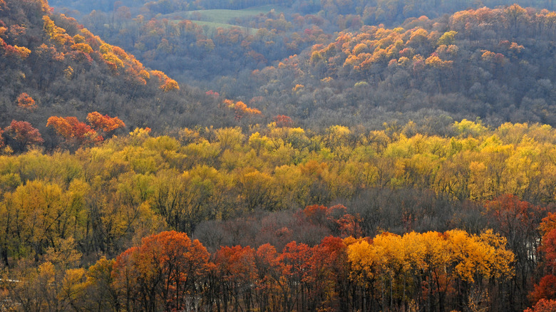 Autumn trees in the Driftless Area of Iowa