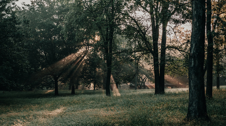 Bursting light rays through the trees near Saylorville Lake, Polk City, Iowa