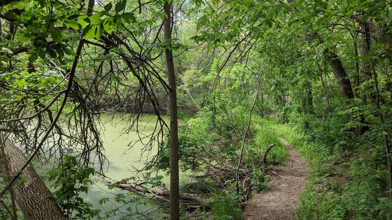 Dirt path winding through a lush forest near an algae-covered body of water at at Black Hawk State Park, Iowa