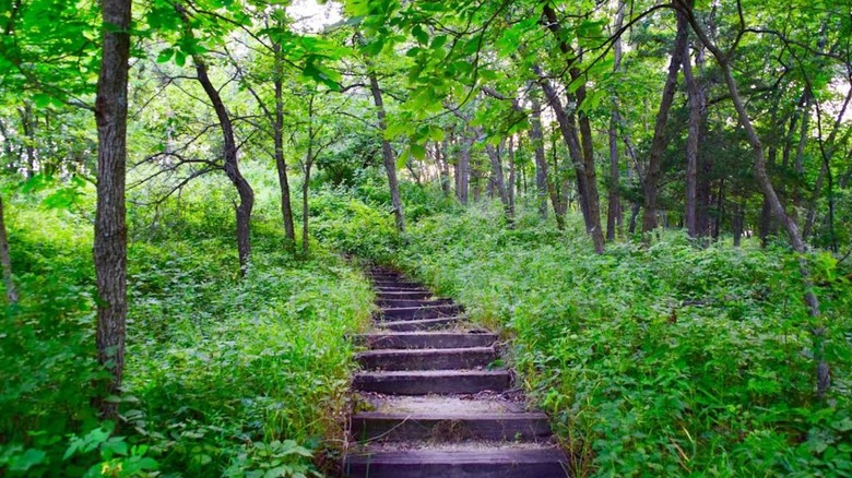 Nature trail in Springbrook State Park.