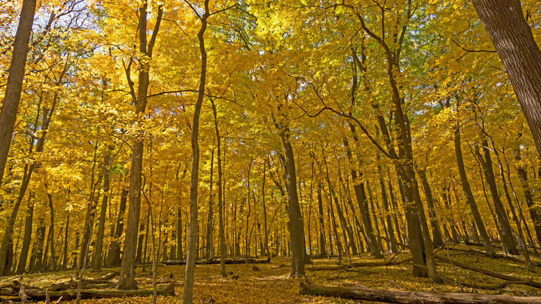 An autumnal forest in Backbone State Park, Iowa.
