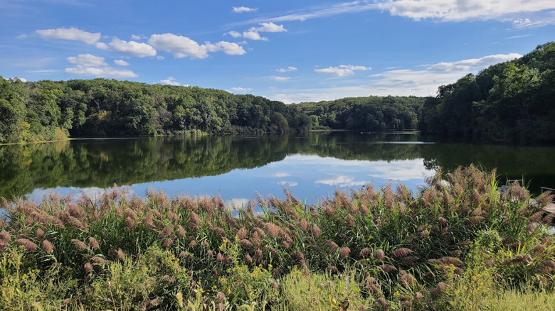 lush shoreline around the lake at Lacey-Keosauqua State Park