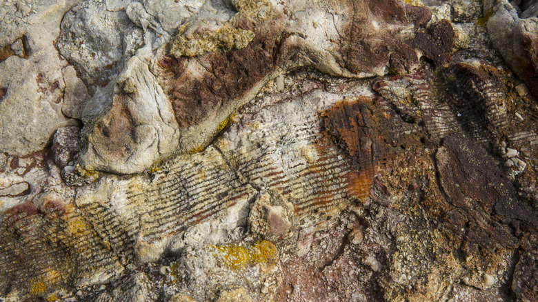 Rocks at a Devonian fossil gorge near Iowa City show a variety of textures and colors.