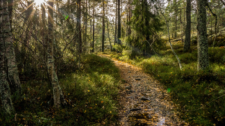 A path leads through a thick Swedish forest