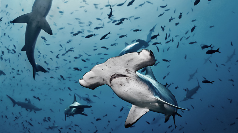 Hammerheads near Cocos Island