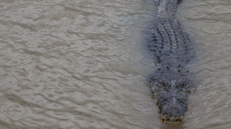 Saltwater crocodile