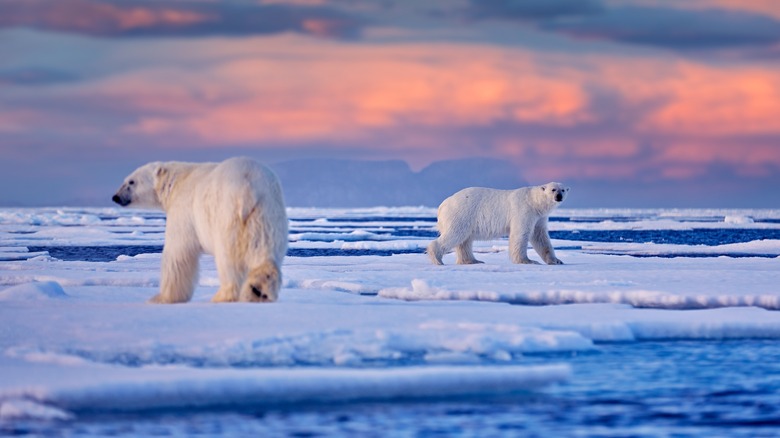 Polar bears in Svalbard