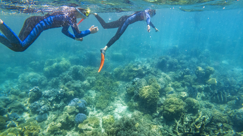 Two travelers snorkeling in the Great Barrier Reef