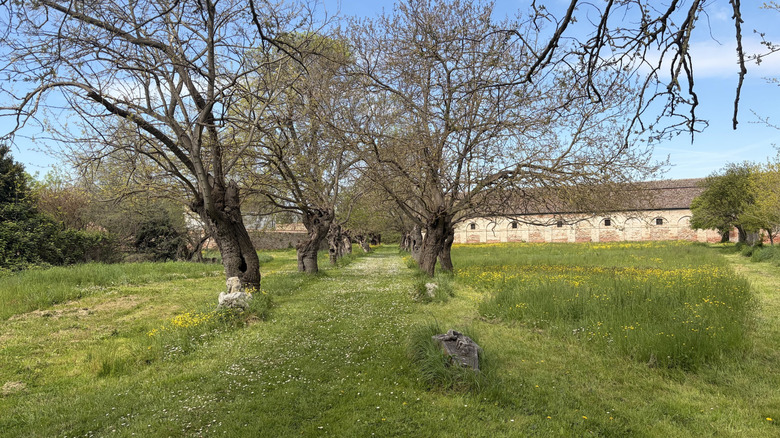 Grassy field and bare trees outside of abandoned fortifications on Lazzaretto Nuovo in Venice