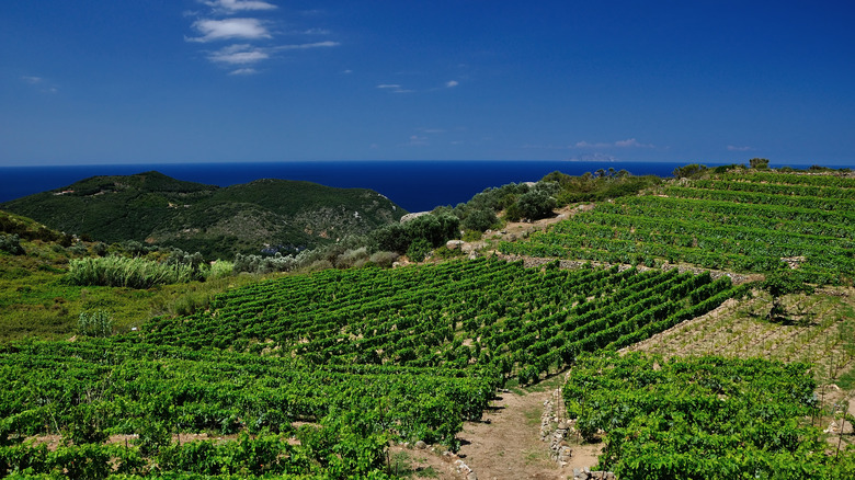 A vineyard on Giglio