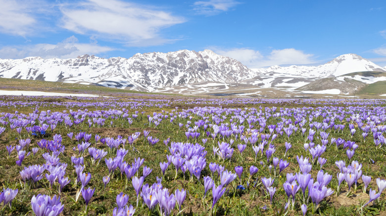 Crocus meadow in Campo Imperatore