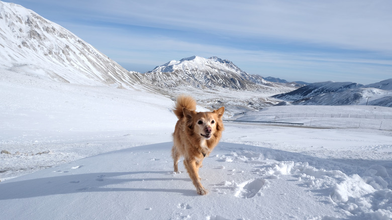 Dog running through snow in Campo Imperatore, Italy