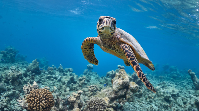 Baby sea turtle swimming in ocean