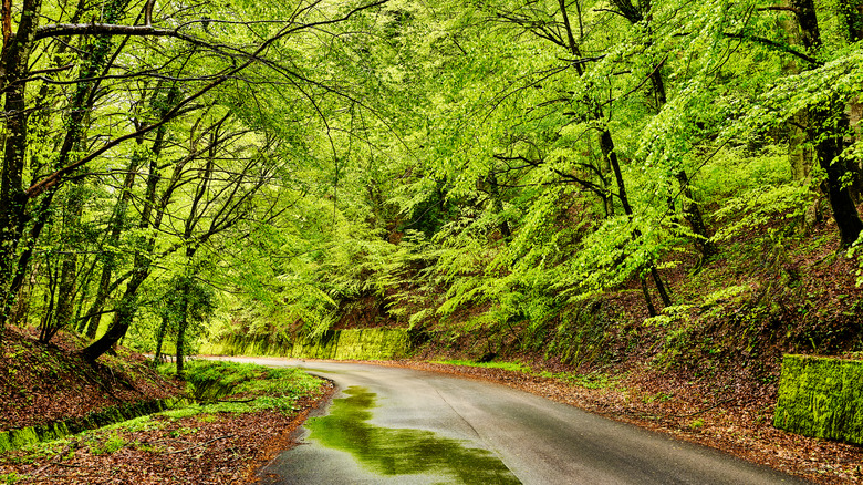 shady trees overlooking a path in Foresta Umbra, Gargano