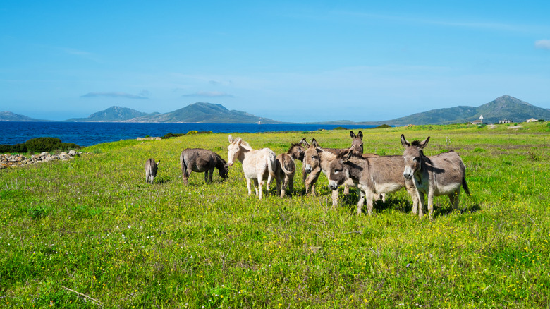 Endemic donkeys roam free on Asinara island Italy