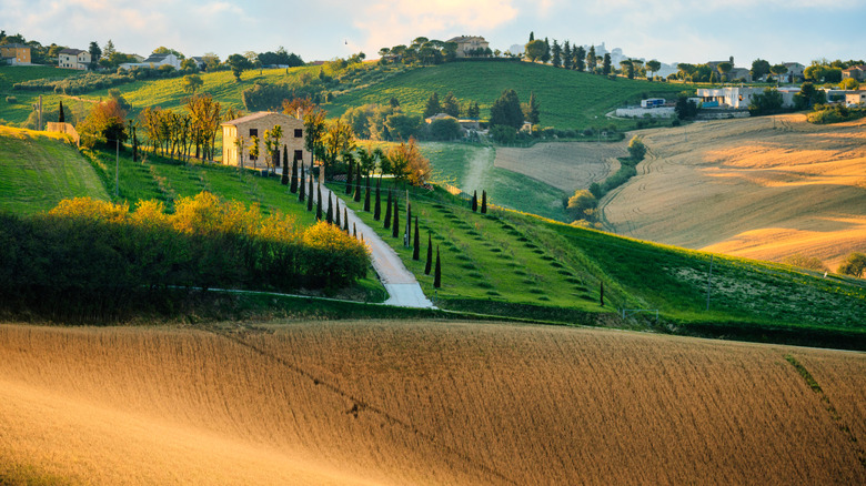 The rolling hills of Le Marche, Italy