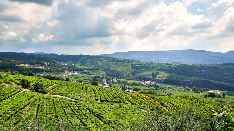 Vineyards near Verona