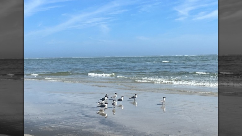 Birds at Huguenot Memorial Park