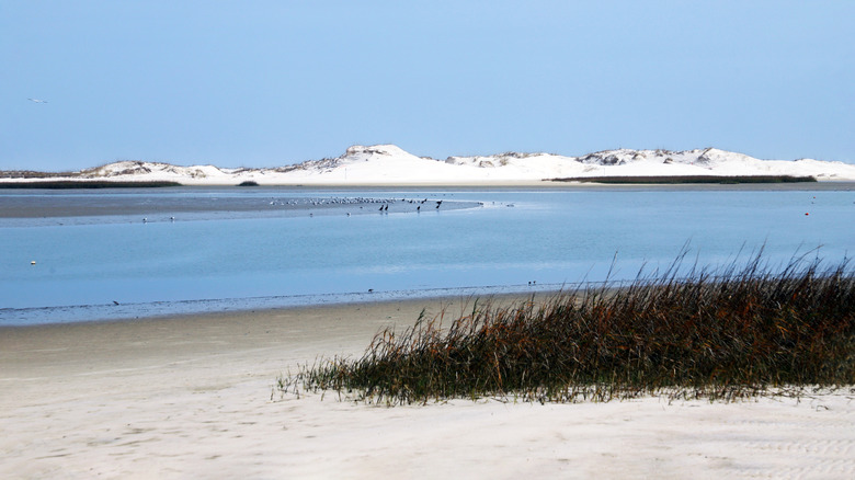 Sand dunes at ﻿﻿Huguenot Memorial Park near Jacksonville, FL