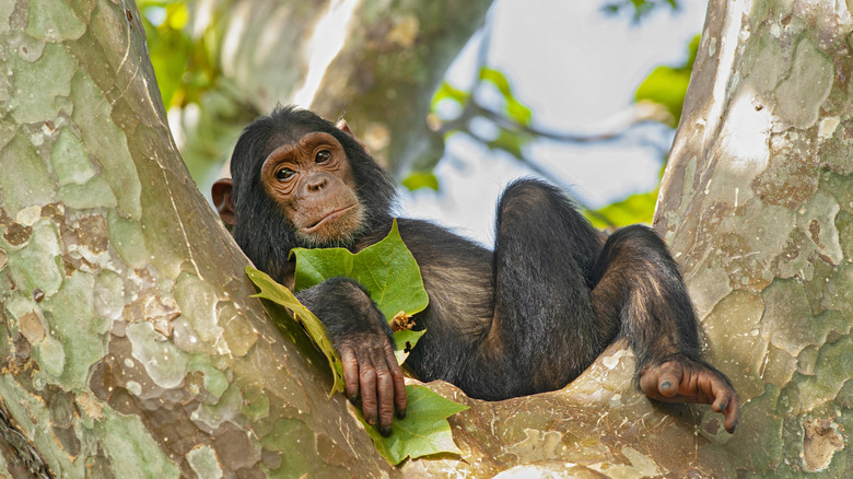 chimpanzee in tree at Gombe Stream National Park