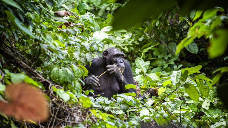 chimpanzee surrounded by plants in chimpanzee in tree at Gombe Stream National Park