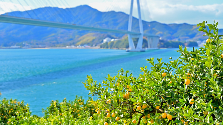 Lemon field on Ikuchijima, Japan looking out at the Tatara Ohashi Bridge