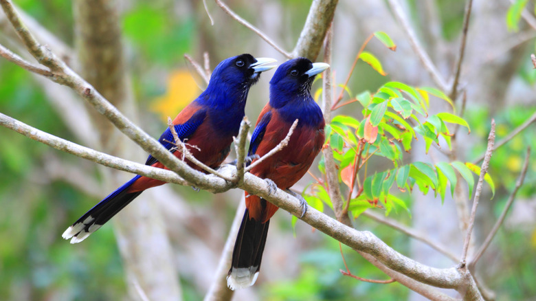 The rare Lidth's jay in the Amami Islands, Japan